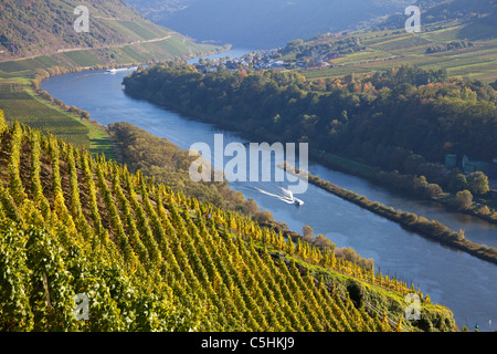 Mosel Im Herbst, Bei Briedel, Mosel, Mosel am Herbst, Weinberg Stockfoto