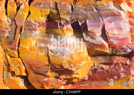 Nahaufnahme von versteinertem Holz, Petrified Forest National Park, Arizona, USA Stockfoto