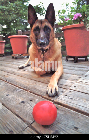 Belgische Malinois Hund Verlegung auf einem Holzdeck und eine rote Kugel aufmerksam zu betrachten. Stockfoto