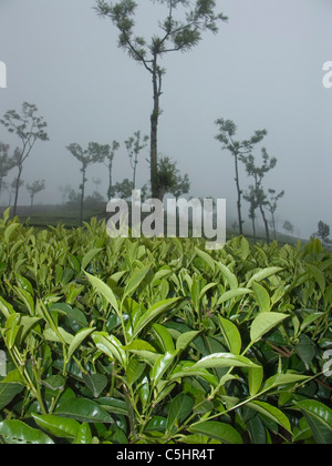 Tee wächst an Berghängen in Teeplantagen in der Nähe von Ooty in Tamil Nadu, Indien Stockfoto