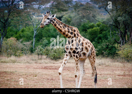 Rothschild-Giraffe, Giraffe Giraffa Rothschild Giraffe Manor, Nairobi, Kenia, Afrika Stockfoto