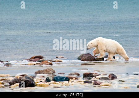 Eisbär, Ursus Maritmus, Blut auf der Pfote, zu Fuß auf den Felsen entlang der Küste der Hudson Bay in der Nähe von Churchill, Manitoba, Kanada Stockfoto