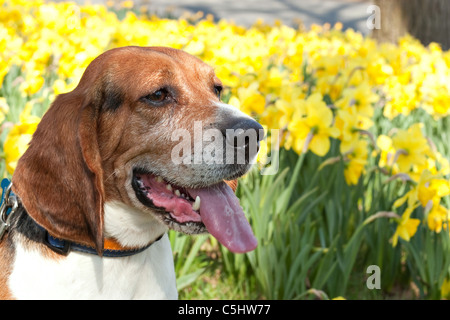 Eine Nahaufnahme von einem Beagle Hund posiert neben einem Feld der gelben Narzissen im Frühjahr. Stockfoto