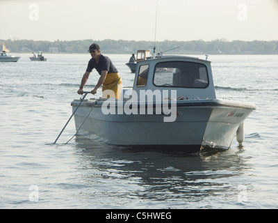 Quahogers (Shellfishermen) in Arbeit Rechen für Muscheln in Narragansett Bay aus Rhode Island Stockfoto