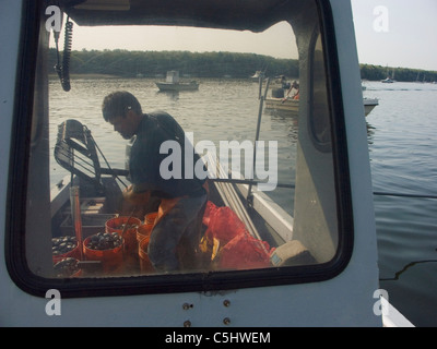 Quahoger (Shellfisherman) David Middleton an Arbeit Rechen für Muscheln in Narragansett Bay aus Rhode Island (Model Release) Stockfoto