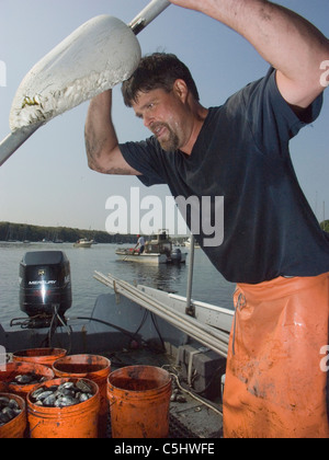 Quahoger (Shellfisherman) David Middleton an Arbeit Rechen für Muscheln in Narragansett Bay aus Rhode Island (Model Release) Stockfoto