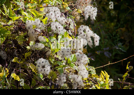 Gemeine Waldrebe Oder Gewoehnliche Waldrebe, Clematis Vitalba, Mosel alten Mannes Bart, Clematis Vitalba, Mosel Stockfoto