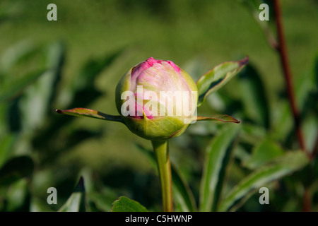 Pfingstrose Knospe (Paeonia Lactiflora). Stockfoto