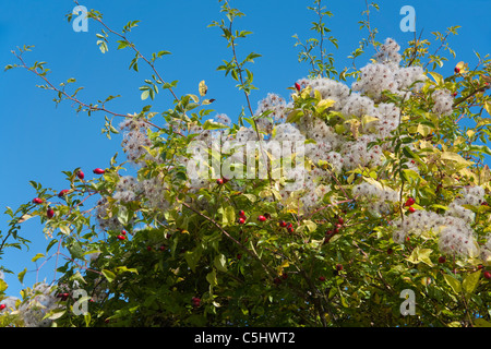 Gemeine Waldrebe Oder Gewoehnliche Waldrebe, Clematis Vitalba, Mosel alten Mannes Bart, Clematis Vitalba, Mosel Stockfoto