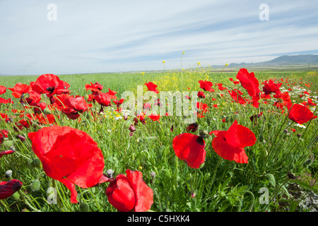 Poppys und andere wilde Blumen wachsen auf einem Feld in Andalusien, Spanien. Stockfoto