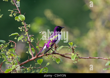 Östlichen violett-backed Sunbird, Anthreptes Orientalis, Tansania Stockfoto