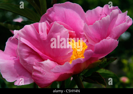 Eine Pfingstrose (Paeonia Lactiflora) blühen. Stockfoto