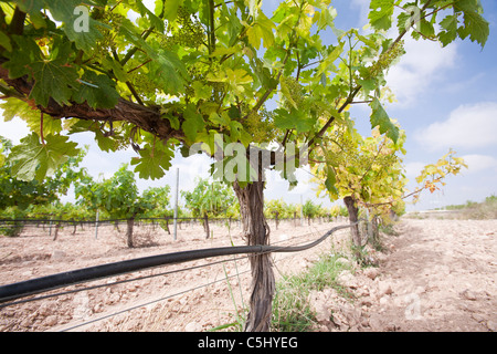 Ein Weinberg in der Nähe von Jumilla, Murcia, Spanien. Ohne Bewässerung wäre viel Ernte-Produktion nicht möglich Stockfoto