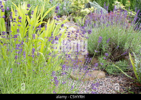 Gartenweg mit englischer Lavendel Blumen und Pflanzen Stockfoto