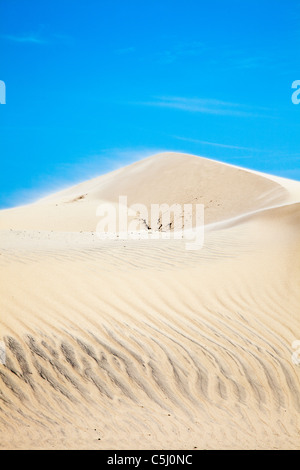 Sandblasen auf Sanddünen auf South Padre Island, Texas. Stockfoto