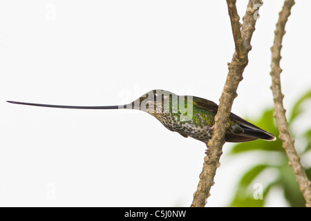 Schwert-billed Hummingbird, Ensifera Ensifera Yanacocha Reserve Stockfoto