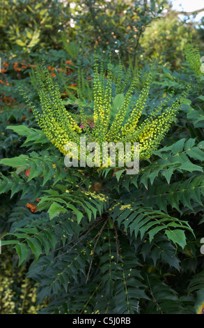 Mahonia x Media "Nächstenliebe" im Porträt Stockfoto