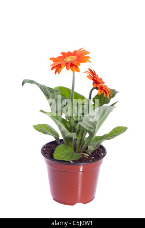 Orange Gerbera, auf dem weißen Hintergrund isoliert Stockfoto