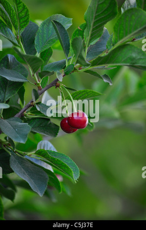 zwei Bio Sauerkirschen aus den Ast hängen. Stockfoto