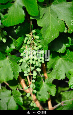 Ein Cluster von unreifen Weinbeeren an einem Busch im Sommer Stockfoto