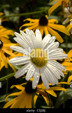 White Daisy mit Tautropfen auf es vor schwarzen Auge susans Stockfoto