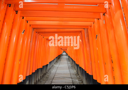 Die Tori Tore im Fushimi Inari-Schrein in Kyōto, Japan. Stockfoto