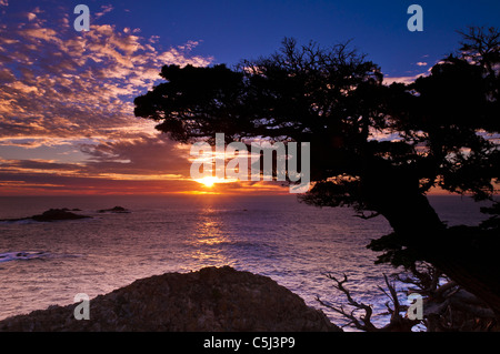 Zypresse (Cupressus Macrcarpa) bei Sonnenuntergang, Point Lobos State Reserve, Carmel, Kalifornien Stockfoto