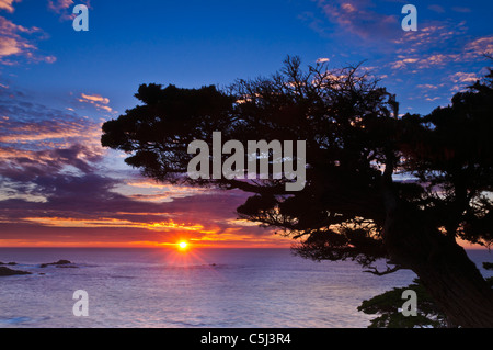 Zypresse (Cupressus Macrcarpa) bei Sonnenuntergang, Point Lobos State Reserve, Carmel, Kalifornien Stockfoto