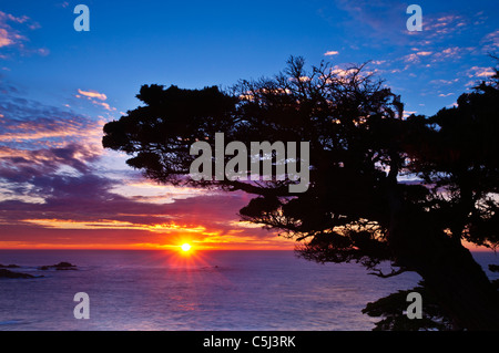 Zypresse (Cupressus Macrcarpa) bei Sonnenuntergang, Point Lobos State Reserve, Carmel, Kalifornien Stockfoto