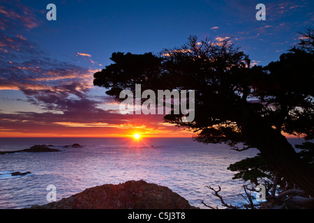 Zypresse (Cupressus Macrcarpa) bei Sonnenuntergang, Point Lobos State Reserve, Carmel, Kalifornien Stockfoto