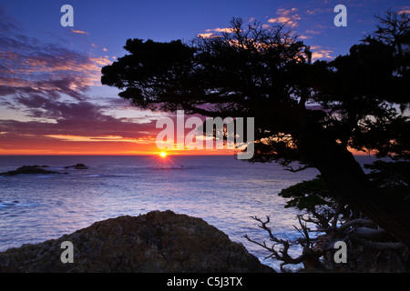 Zypresse (Cupressus Macrcarpa) bei Sonnenuntergang, Point Lobos State Reserve, Carmel, Kalifornien Stockfoto