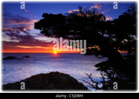 Zypresse (Cupressus Macrcarpa) bei Sonnenuntergang, Point Lobos State Reserve, Carmel, Kalifornien Stockfoto