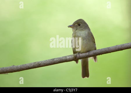 Acadian Flycatcher Stockfoto