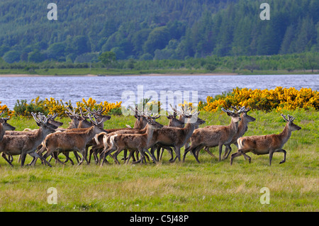 Herde von Rotwild Hirsche mit ihrem Geweih in samt entlang des Loch Brora, Sutherland, Schottland, UK Stockfoto