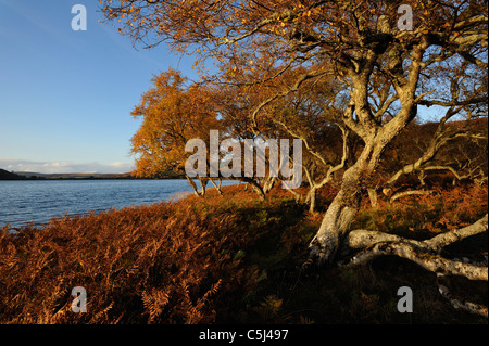 Bracken und verkümmerte Birken in herbstlichen Farben entlang des Ufers an Loch Brora, Sutherland, Schottland, Großbritannien. Stockfoto