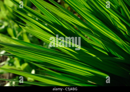 Leuchtend grüne Hintergrundbeleuchtung speerförmigen Blättern der Crocosmia, Perthshire, Schottland. Stockfoto