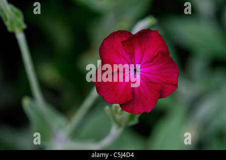 Semi-close-up der dunkle rote geranie Blume, Killin, Perthshire, Schottland, Vereinigtes Königreich. Stockfoto