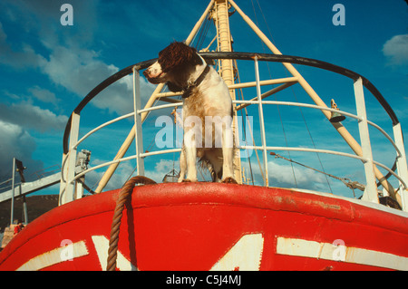 Eine Springer Spaniel steht am Bug ein Fishingboat im Hafen von Ullapool, Ross-Shire, nördlichen Schottland, Großbritannien. Stockfoto