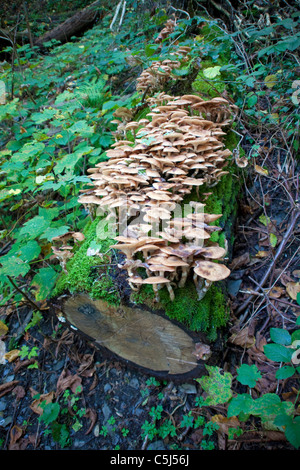 Wildwachsende Pilze Im Wald Bei Traben-Trarbach, Mosel, Wild wachsende Pilze im Wald Traben-Trarbach, Mosel Stockfoto