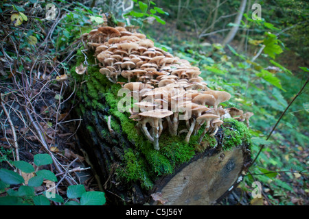 Wildwachsende Pilze Im Wald Bei Traben-Trarbach, Mosel, Wild wachsende Pilze im Wald Traben-Trarbach, Mosel Stockfoto