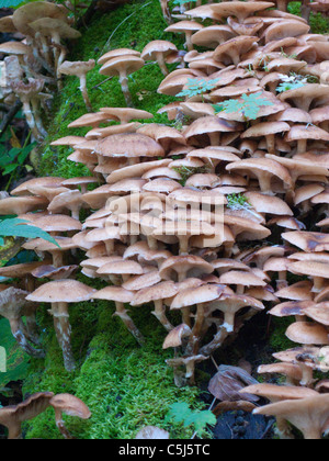 Wildwachsende Pilze Im Wald Bei Traben-Trarbach, Mosel, Wild wachsende Pilze im Wald Traben-Trarbach, Mosel, Stockfoto