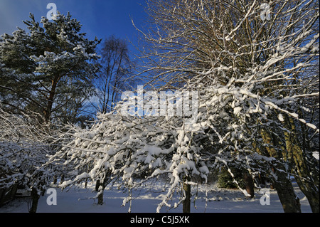 Verschneite Bäume und Sträucher in einem Landschaftsgarten im Winter Killin, Perthshire, Schottland, Vereinigtes Königreich. Stockfoto