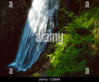 Glänzende grüne Farne flankieren das Wasser an der Grey Mare Tail Wasserfall, Kinlochleven, Schottisches Hochland Stockfoto