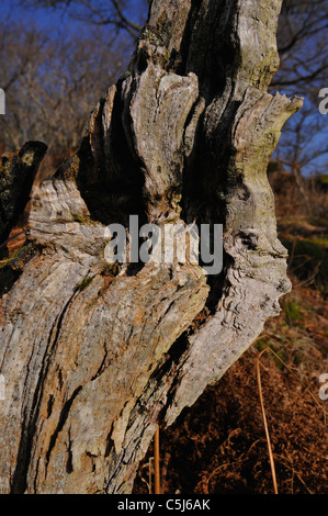 Die ausgetrockneten Reste einer alten verfallenden Baumstamm mit tiefen Rissen und Fissuren und Oberflächendetails, im Wald entlang der Stockfoto