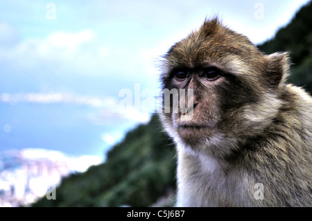 Ein Barbary Affe auf dem Felsen von Gibraltar Stockfoto