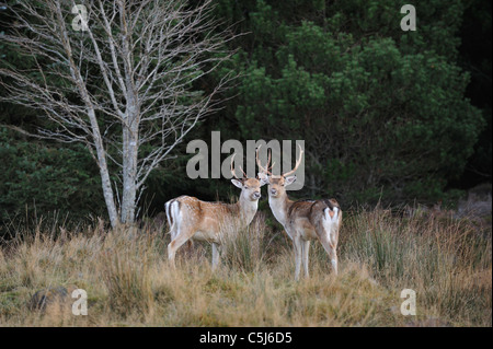 Paar Damhirsch im Wald in Strath Tummel, Perthshire, Schottland, Großbritannien. Stockfoto