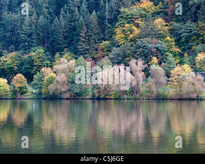 Herbstlich Gefaerbte Baeume Spiegeln Sich in der Mosel, Herbst am Flussufer, Traben-Trarbach, Mosel, Mosel-Fluss Stockfoto