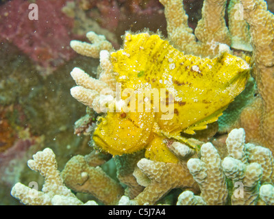 Gelbes Blatt Drachenköpfe warten auf Steinkorallen Stockfoto