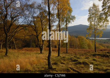 Der Berg Schiehallion gesehen durch einen Bildschirm von Birken in herbstlichen Farben, Perthshire, Schottland Stockfoto