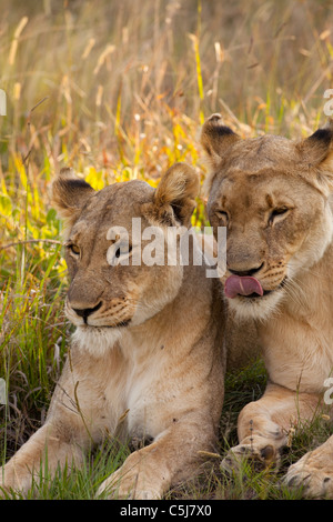 Löwen in Welgevonden game Reserve, Südafrika Stockfoto